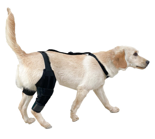 Dog Hind Knee Brace Assist