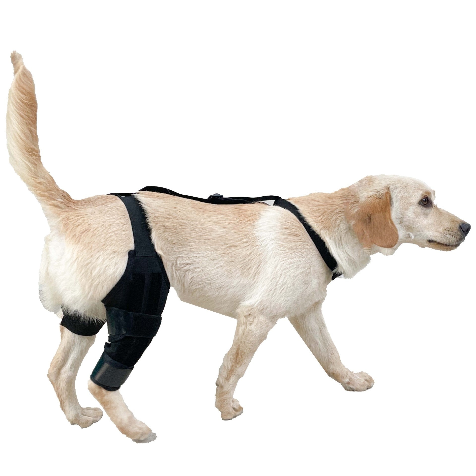 Dog Hind Knee Brace Assist