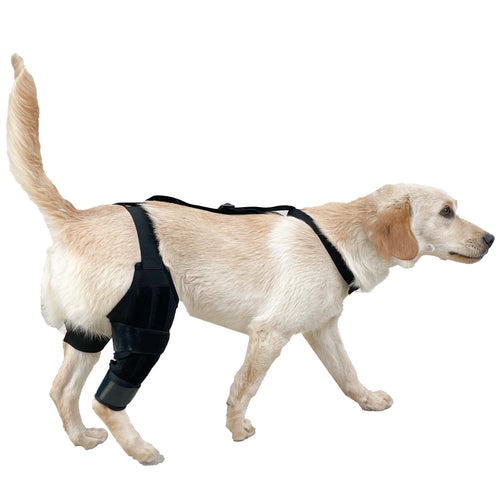 Dog Hind Knee Brace Assist